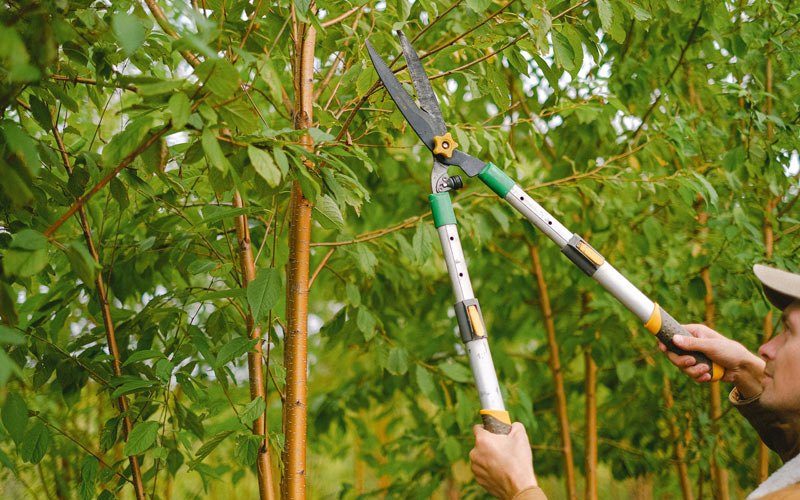 Tree trimming in Sugar Grove, PA